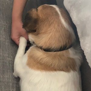 Meet your Posher, Frankie